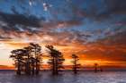 Bald cypress trees silhouetted at sunrise in southern swamp, Caddo Lake, Texas. Art Print